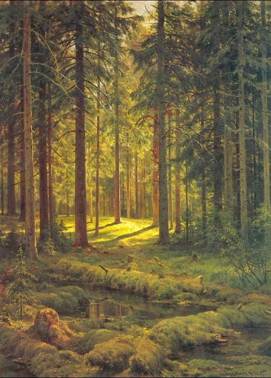 Coniferous Forest, Sunny Day